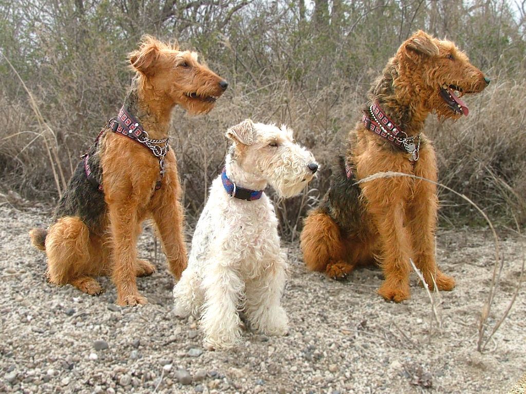The Ultimate Guide to Airedale Terriers: History, Characteristics, and&nbsp;Care