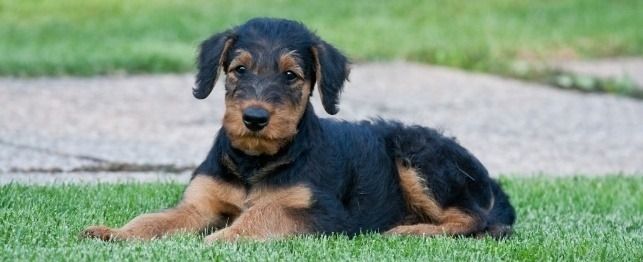 A dark Airedale Terrier puppy with a cute expression sitting on a wooden floor.