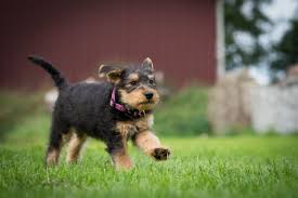 A fluffy Airedale Terrier puppy sitting on a blanket.