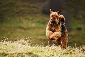 An Airedale Terrier with a wiry coat running through a field of green grass