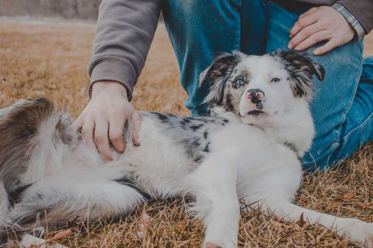A dog lying on its back getting a belly rub from its owner.
