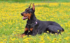 All About Dobermans: A Comprehensive Guide to the Loyal and Intelligent&nbsp;Breed