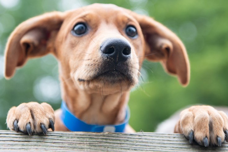 A happy brown dog with a wagging tail sitting in a shelter waiting to be adopted.
