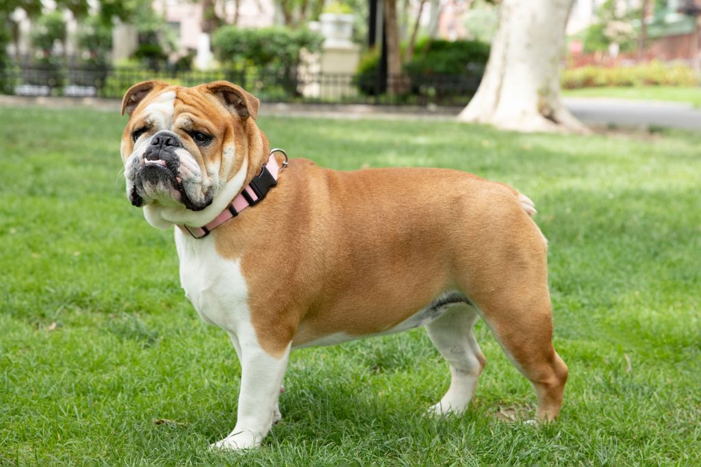 Bulldogging the English Way: 15 Things You Should Know About English&nbsp;Bulldogs