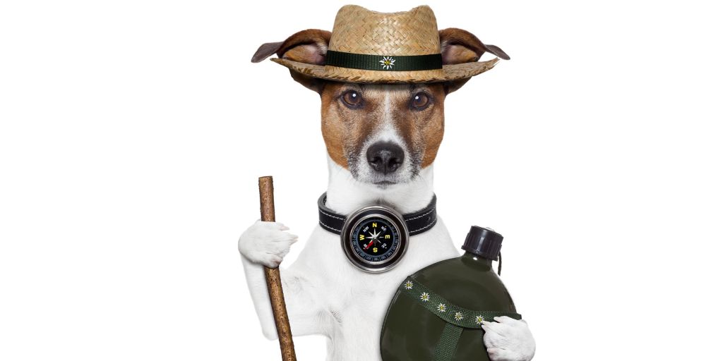 From Poop to Navigation: The Amazing Abilities of Dogs and the Earth’s Magnetic&nbsp;Field