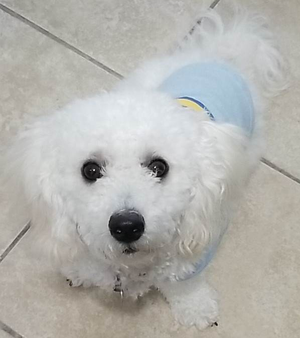 A small, fluffy white and apricot-colored dog named Cooper standing proudly on a grassy field.
