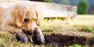 A cute puppy sits beside a freshly dug hole with muddy paws and a curious expression.
