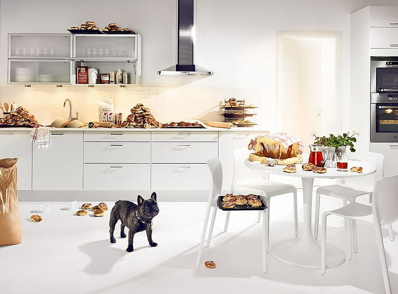 Cleaning Up the Chaos: A Story of a Lady with Pets, a Dirty House, and a Co-Worker’s Shocking&nbsp;Discovery