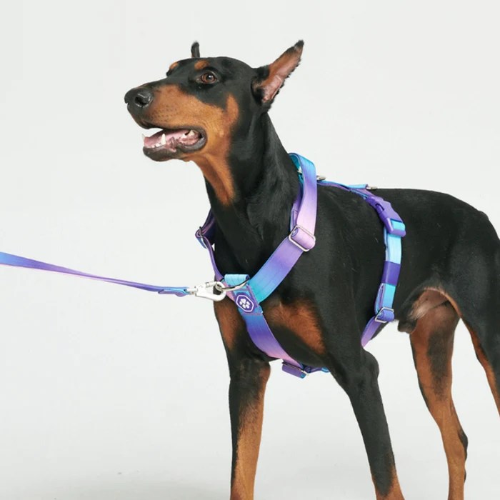 The 4 Best Types of Dog Harnesses: Benefits and&nbsp;Features