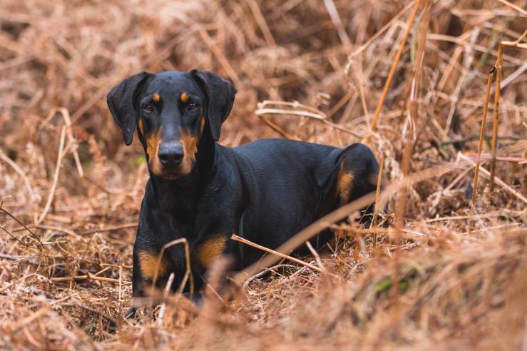 A black and tan Doberman lies in dry grass, looking alert and attentive.