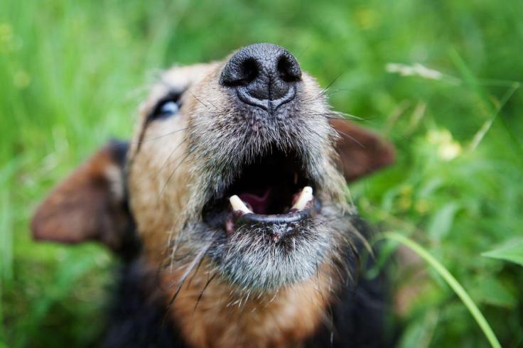 A cute white and tan dog barking with its tongue out.