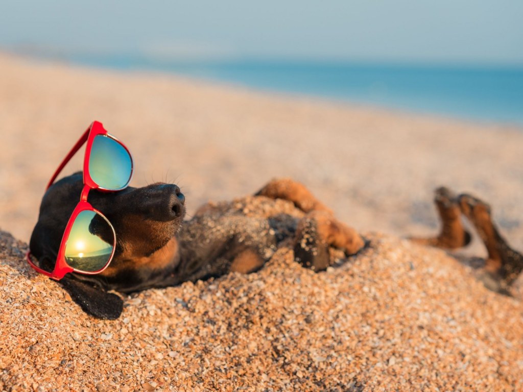 Pawsome in the Sunshine State: The Top 5 Dog Beaches to Visit in&nbsp;Florida