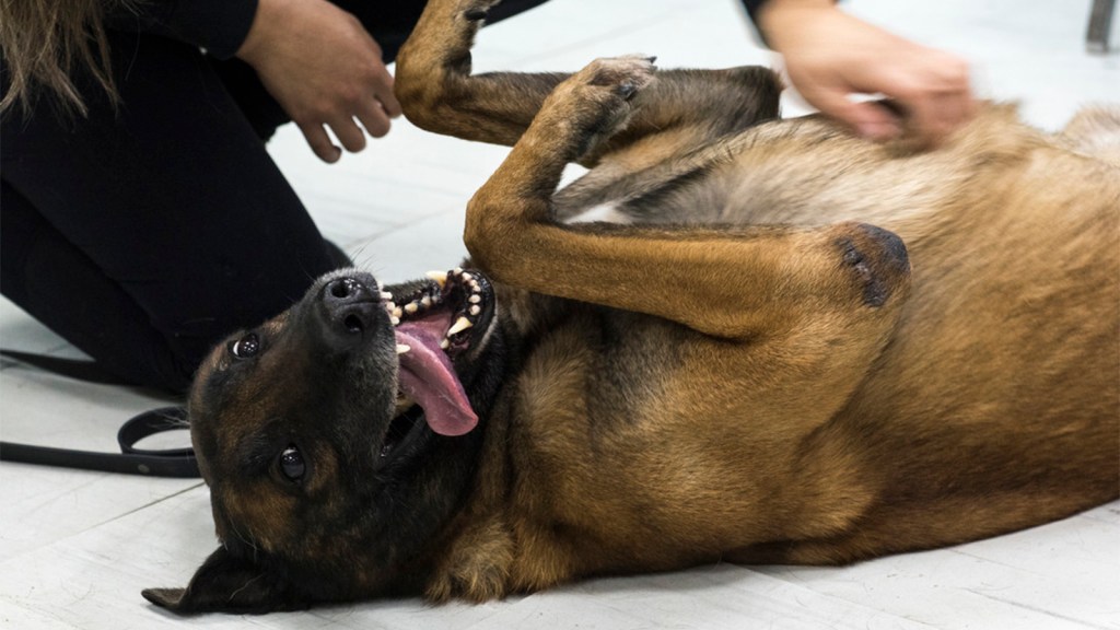 The Science Behind Why Dogs Love Belly&nbsp;Rubs