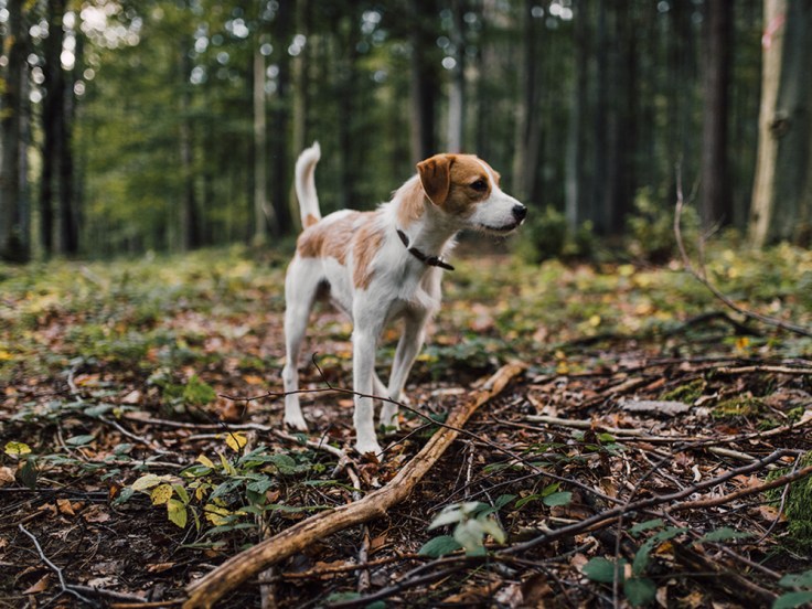A dog with a leash exploring the woods, surrounded by trees and fallen leaves.