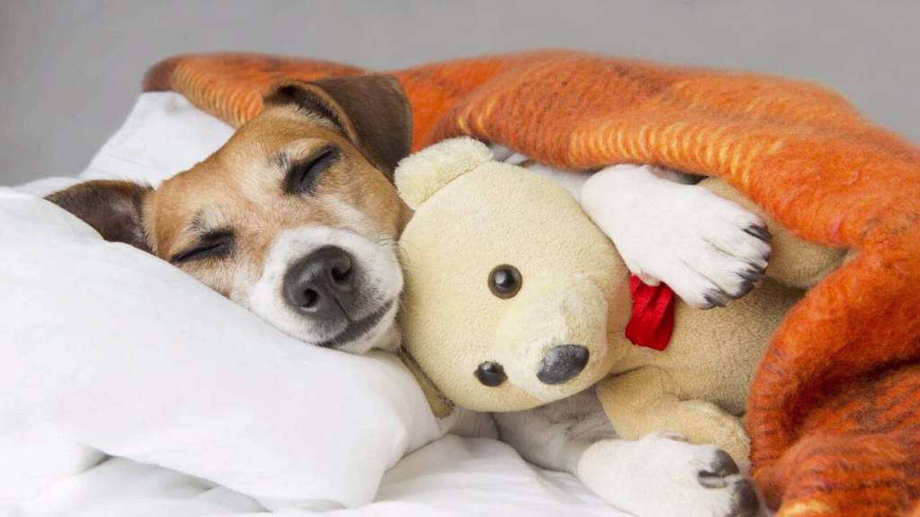 Ruff Dreams: The Science Behind Do Dogs&nbsp;Dream?