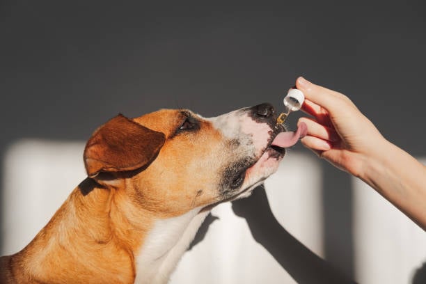 Furry Friends’ Best-Kept Secret: Dog Supplements and Their Incredible&nbsp;Benefits