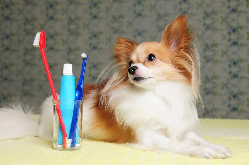 From Mutt to Minty Fresh: The Benefits of Using Dog&nbsp;Toothpaste