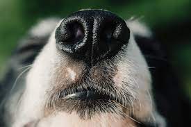The Mysterious Case of Wet Dog Noses: Uncovering the Truth Behind Canine Nasal&nbsp;Moisture