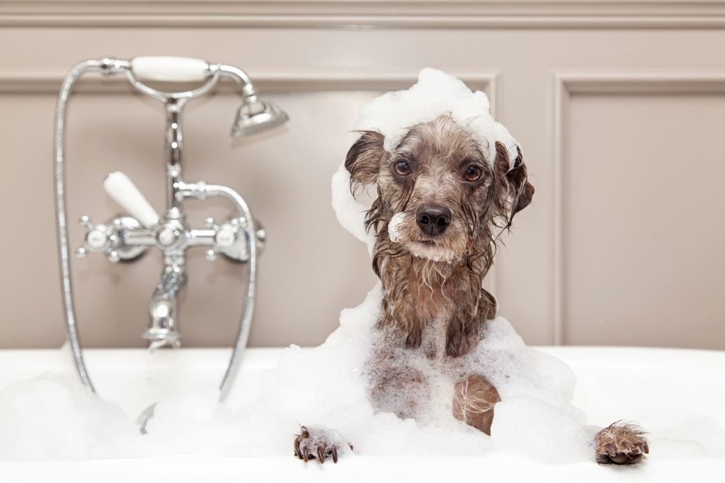 8 Easy Steps to Make Bath Time Fun for Your Furry Friend: A Guide to Bathing Your&nbsp;Dog