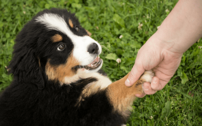 10 Essential Responsibilities Every New Dog Owner Should&nbsp;Know