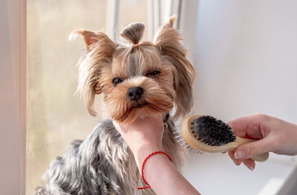 Grooming 101: How to Properly Brush and Comb Your Dog’s Fur