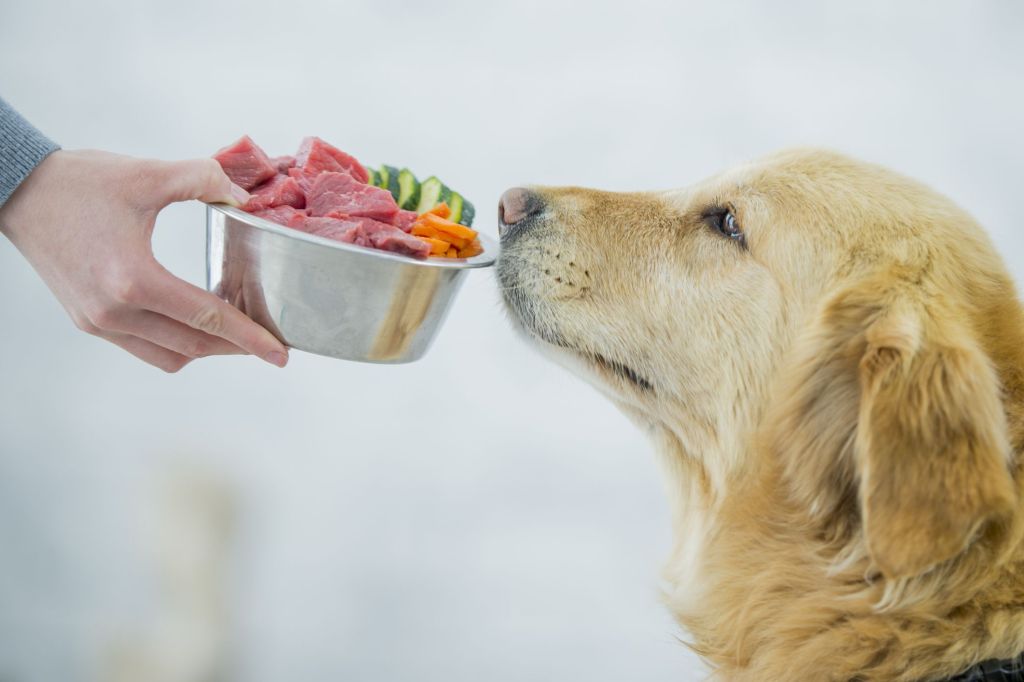 Balanced Canine Diet: The Key to Proper Dog&nbsp;Nutrition