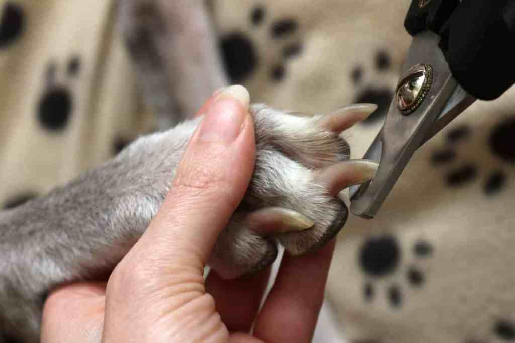 How to Safely and Effectively Trim Your Dog’s Nails: A Step-by-Step&nbsp;Guide