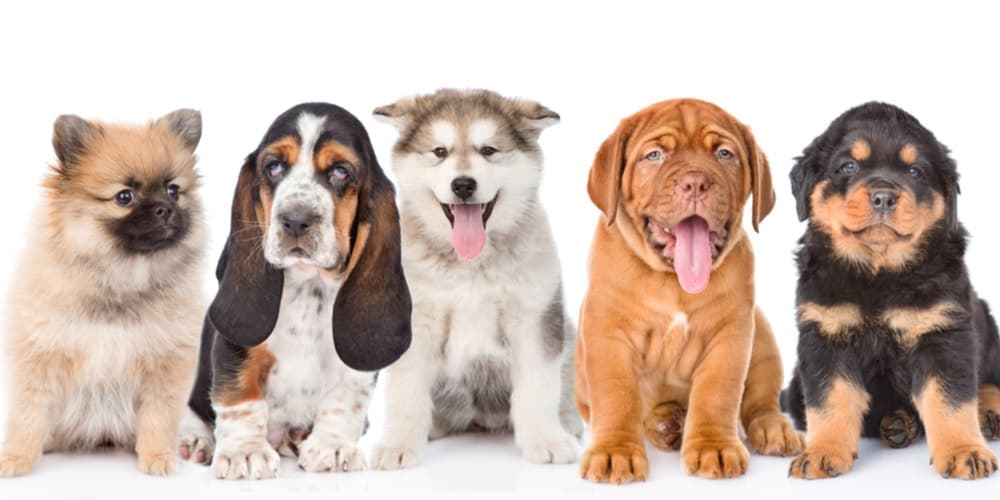 Top 10 Tips for New Dog Owners: Start Your Journey on the Right Paw