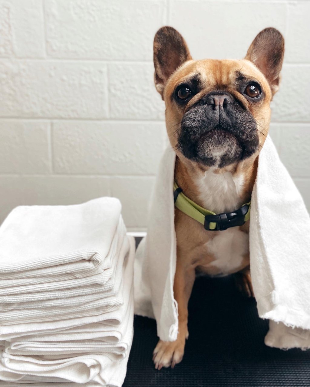 How to Support Your Local Animal Shelter: Donations and Volunteer&nbsp;Opportunities