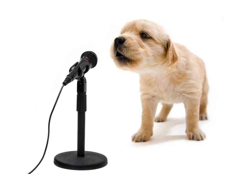 Understanding and Addressing Dog Whining: Tips and&nbsp;Strategies