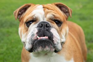 Close-up of an English Bulldog's adorable face with wrinkles and droopy eyes.