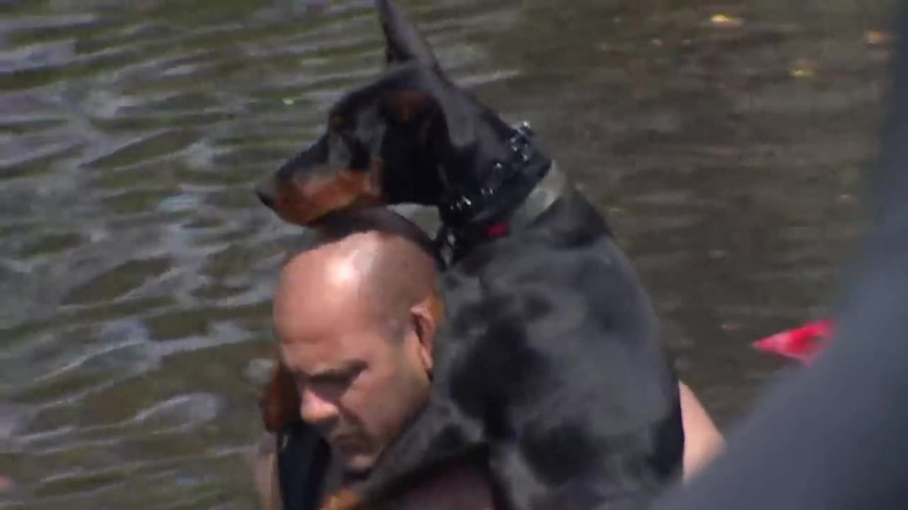 Drenched Dogs of Fort Lauderdale: How You Can Help the Victims of&nbsp;Flooding