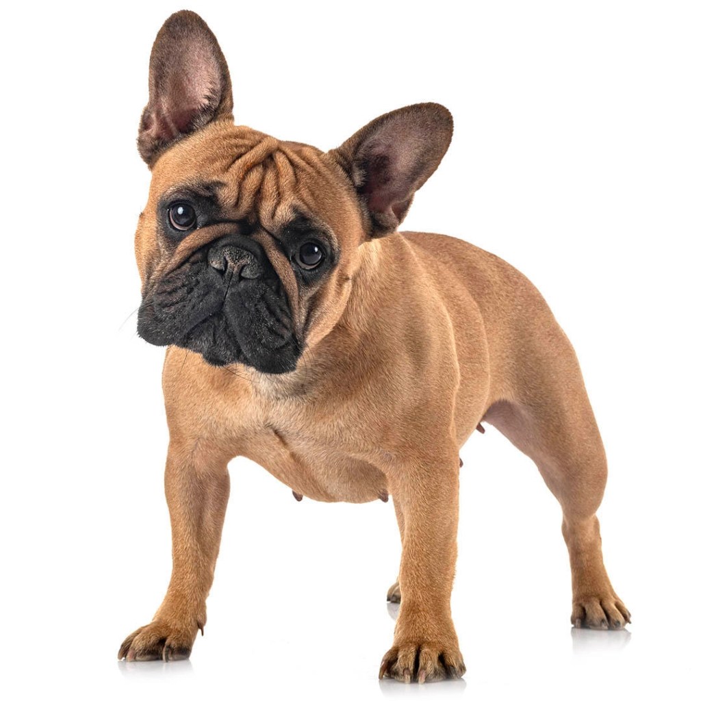 The Adorable and Witty World of French&nbsp;Bulldogs