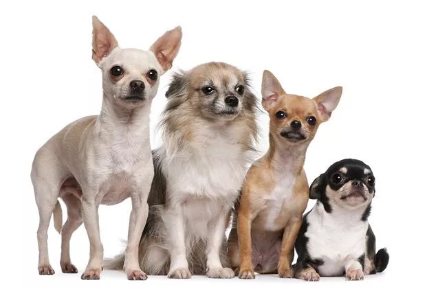 A group of four Chihuahuas posing for a photo in different outfits and accessories.