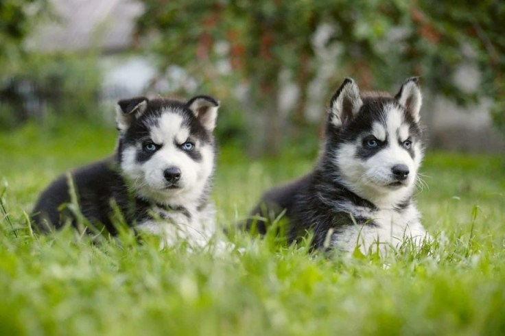 Two husky puppies lying side by side on a white background.