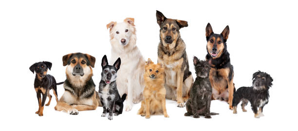 Best Dog Breeds for Families