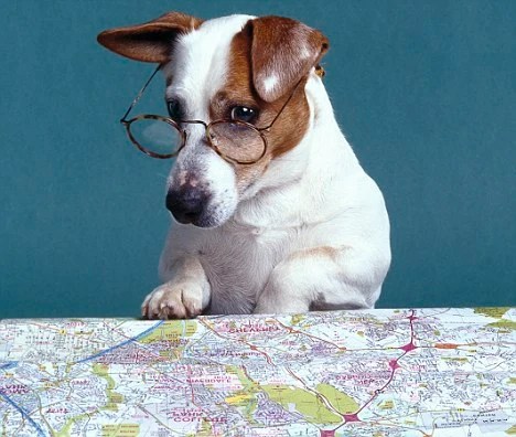 Top 10 Dog-Friendly Cities in the&nbsp;US
