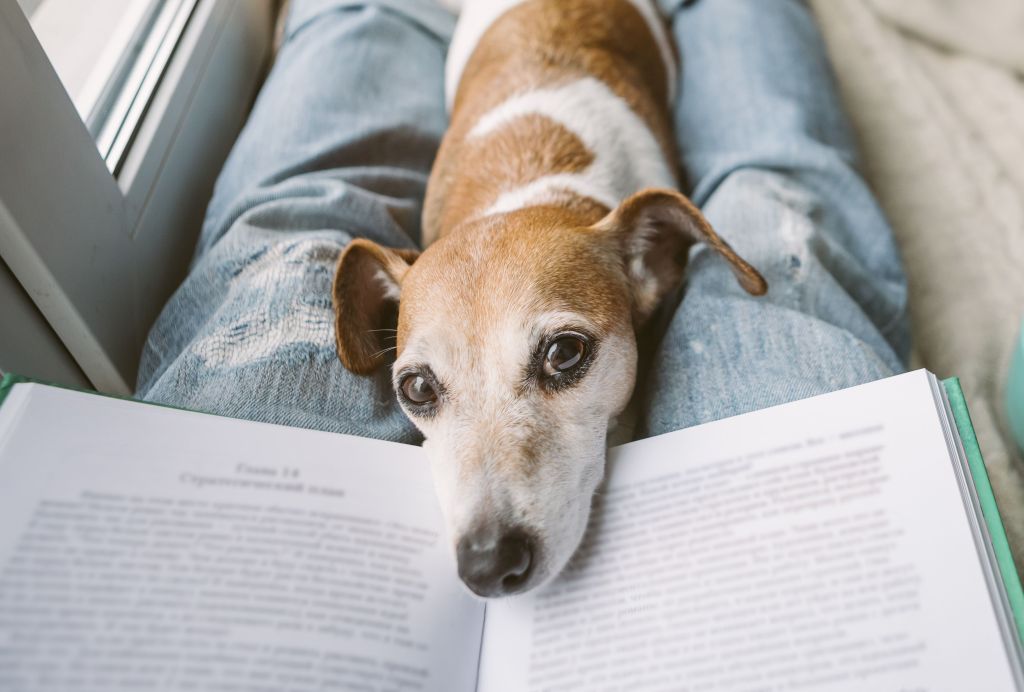 Naming Your Furry Friend: Creative and Unique Solutions for Your Dog’s&nbsp;Name