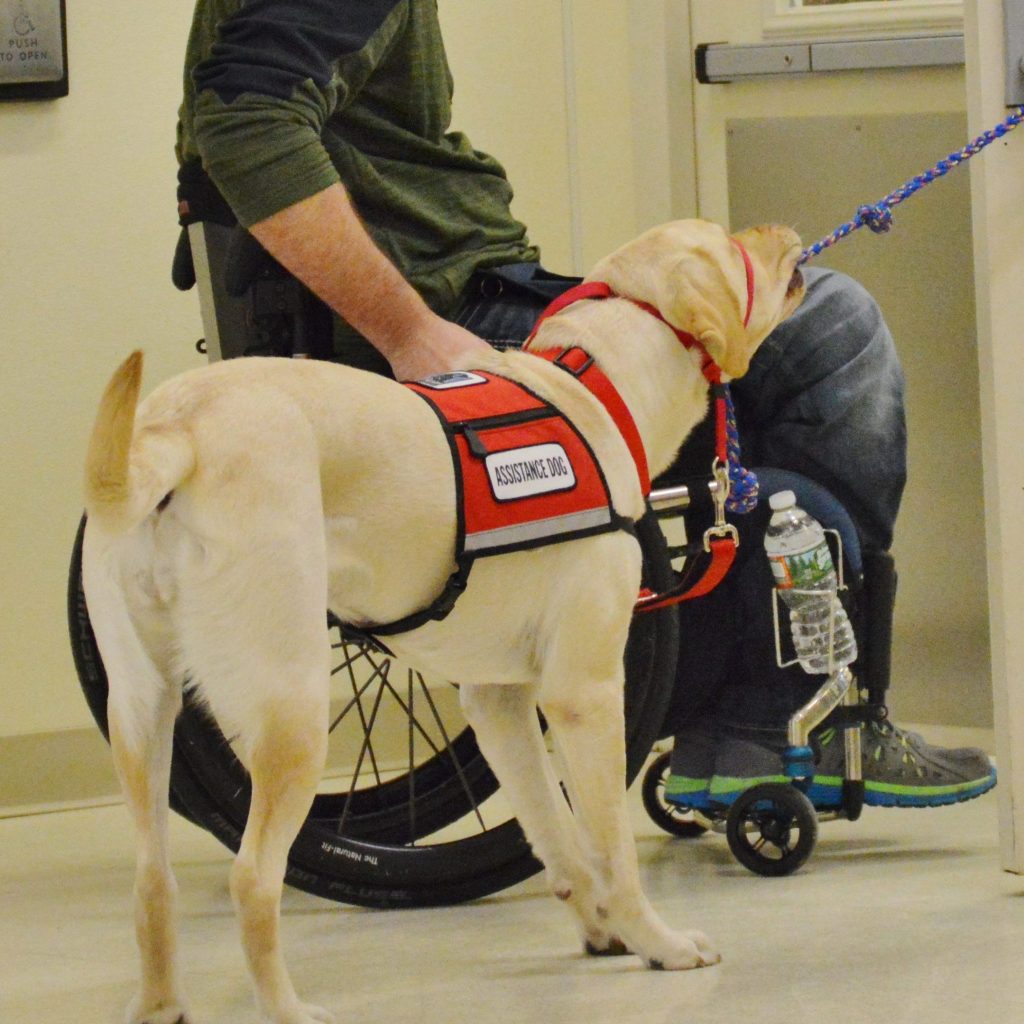Expert Guidance on How to Train a Service&nbsp;Dog