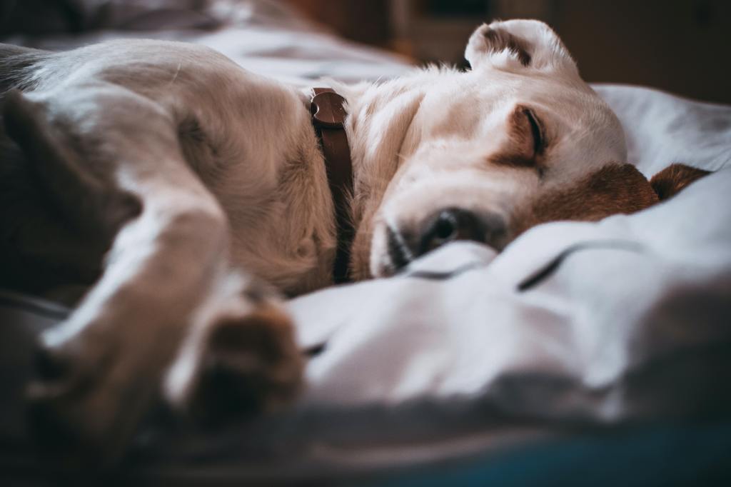 10 Signs That Your Dog May Be&nbsp;Ill