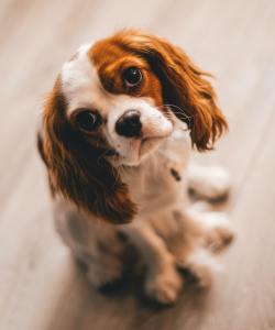 A beautiful Spaniel with soulful eyes sits in a poised position, capturing attention.