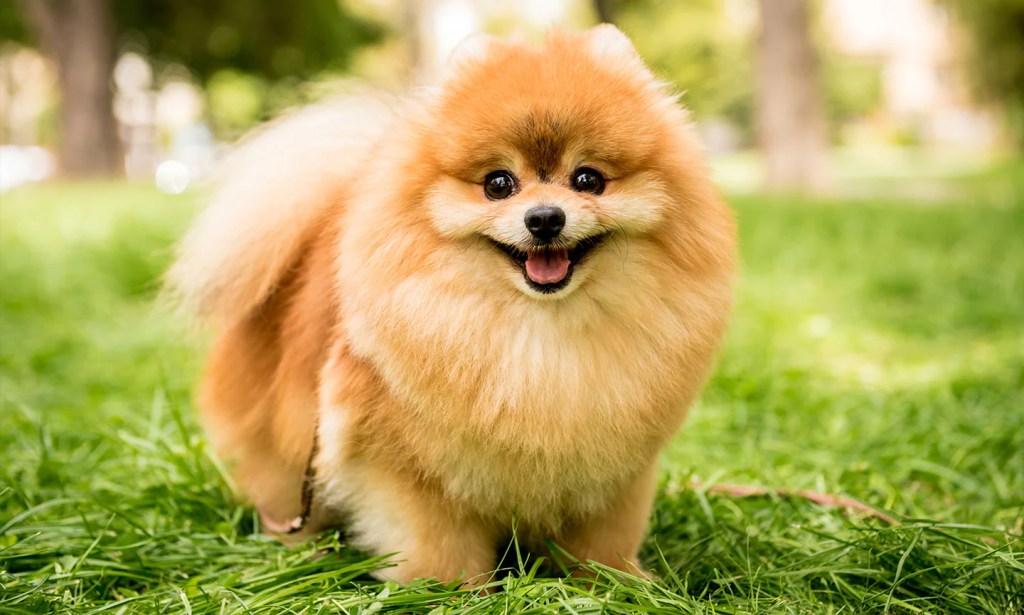 Everything You Need to Know About the Playful&nbsp;Pomeranian
