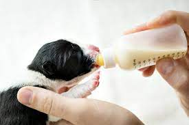 Supplementing Mother Dog’s Milk: A Guide to Feeding&nbsp;Puppies