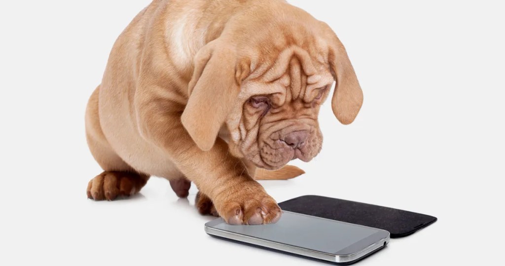 Charlie’s Social Media Blues: A Tale of Canine&nbsp;Envy