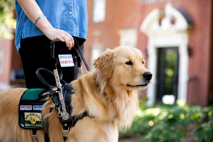A Labrador Retriever wearing a service dog vest and standing beside a person in a wheelchair