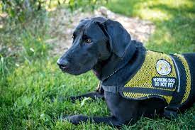 A service dog lying down in the green grass with a yellow harness