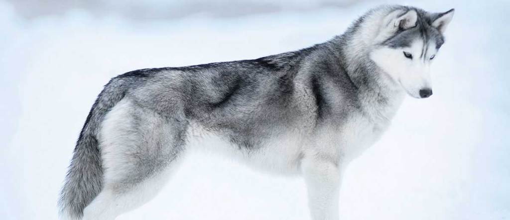 The Ultimate Guide to Understanding Siberian&nbsp;Huskies