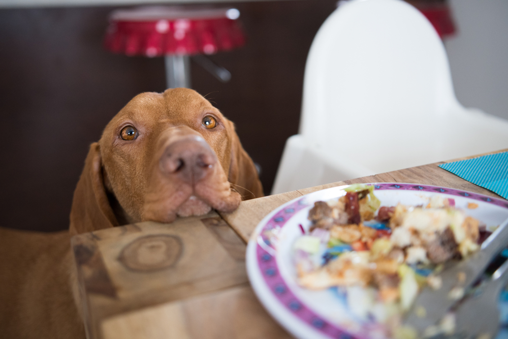 The Good and the Bad: Pros and Cons of Feeding Table Scraps to Your&nbsp;Dog