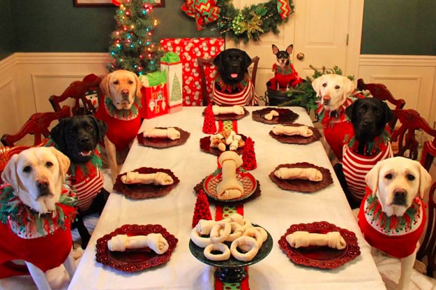 Several dogs gathered around a table, chewing on bones