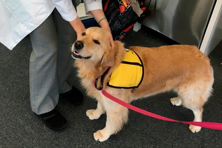 A yellow labrador retriever, a large breed of dog commonly used as a service animal, stands beside its owner and handler.